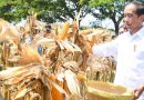 PRESIDEN TINJAU PANEN RAYA JAGUNG DI SUMBAWA NTB